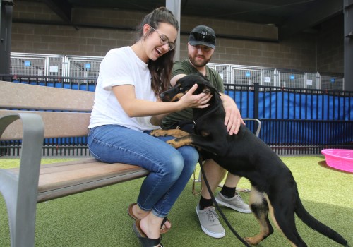 Ensuring Animal Welfare in Waco, TX
